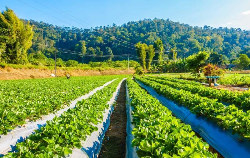 Reporte Epidemiológico de la Semana 10 en la República Dominicana
