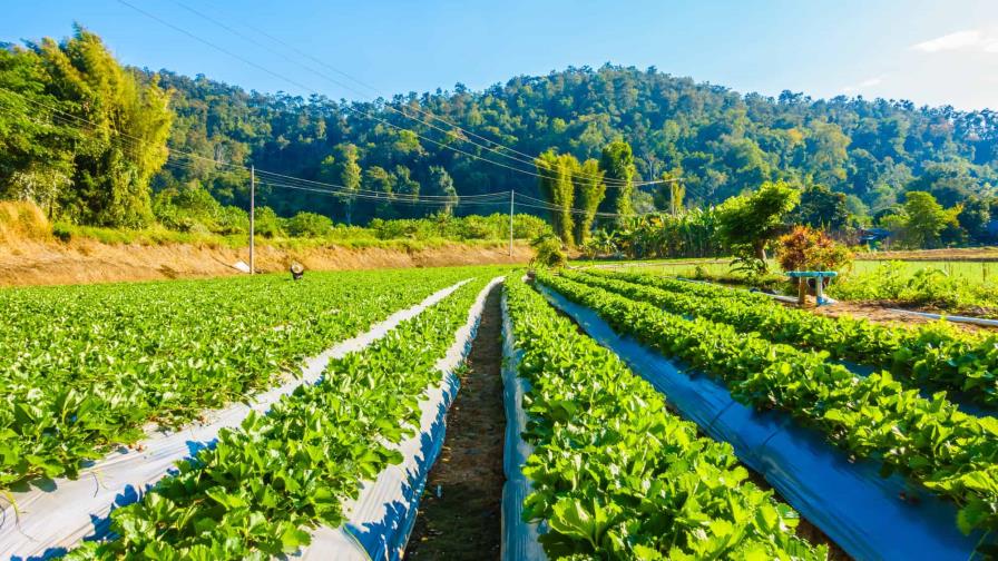 Reporte Epidemiológico de la Semana 10 en la República Dominicana