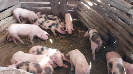 Afectados por la Peste Porcina Africana en la República Dominicana reciben apoyo del gobierno