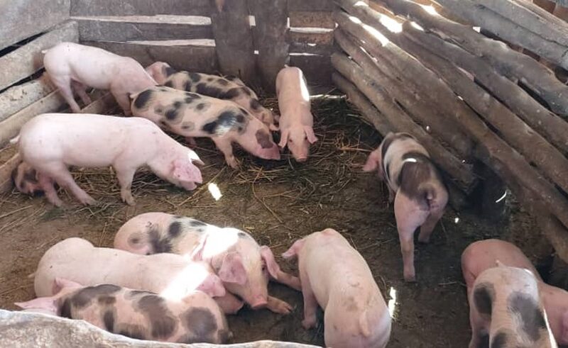 Afectados por la Peste Porcina Africana en la República Dominicana reciben apoyo del gobierno