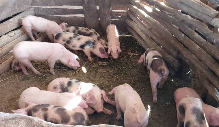 Afectados por la Peste Porcina Africana en la República Dominicana reciben apoyo del gobierno