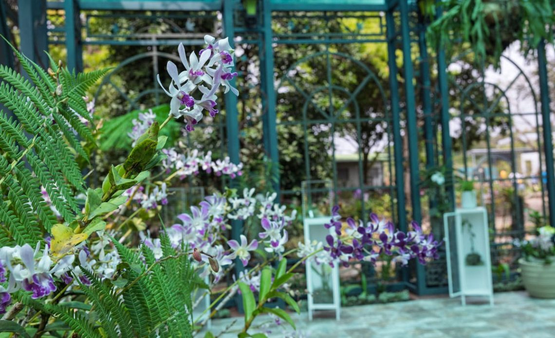 Santiago Celebra la Inauguración del Mayor Orquideario del Caribe en su Jardín Botánico